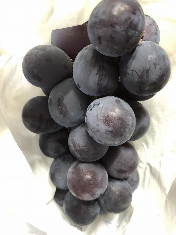 【2026年先行予約・数量限定】朝採り 巨峰「種なし」 約１kg＜2026年8月中旬～発送＞