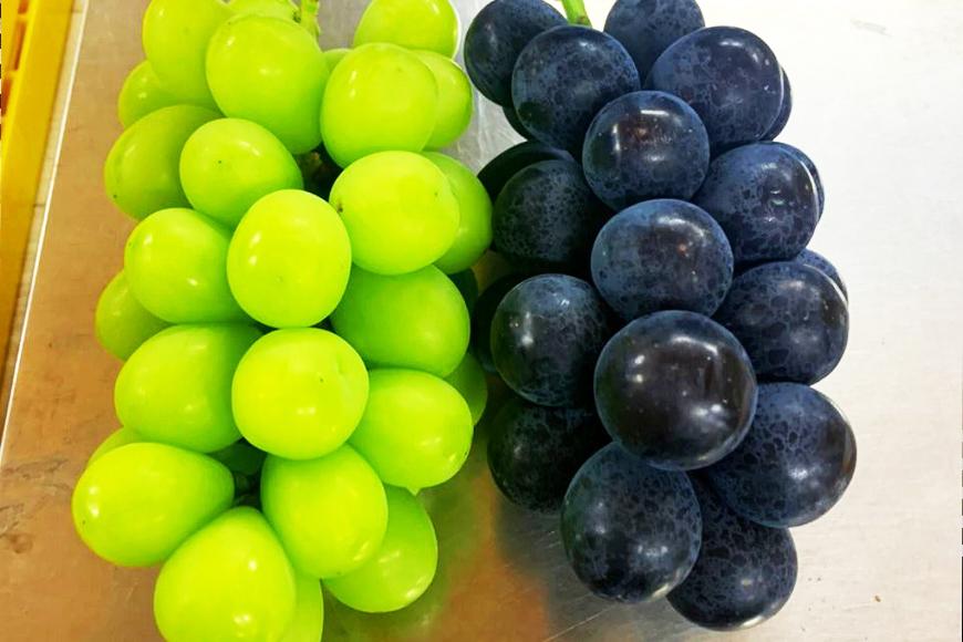 【2026年先行予約・数量限定】園主おまかせ特選ぶどう詰合せ 約２kg  (当園栽培16品種の中より厳選) ＜2026年8月中旬～発送＞