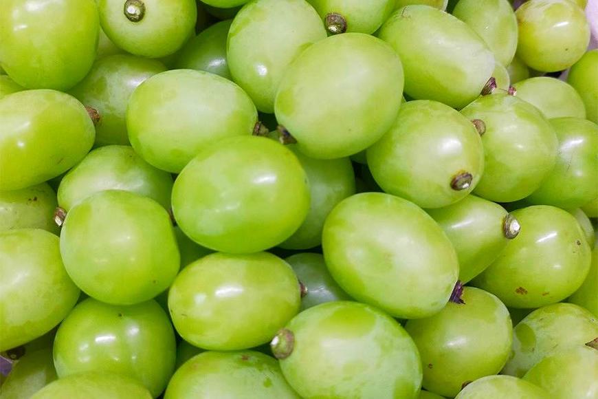 【2026年先行予約・数量限定】朝採り シャインマスカット 訳あり品 約１kg＜2026年8月中旬～発送＞