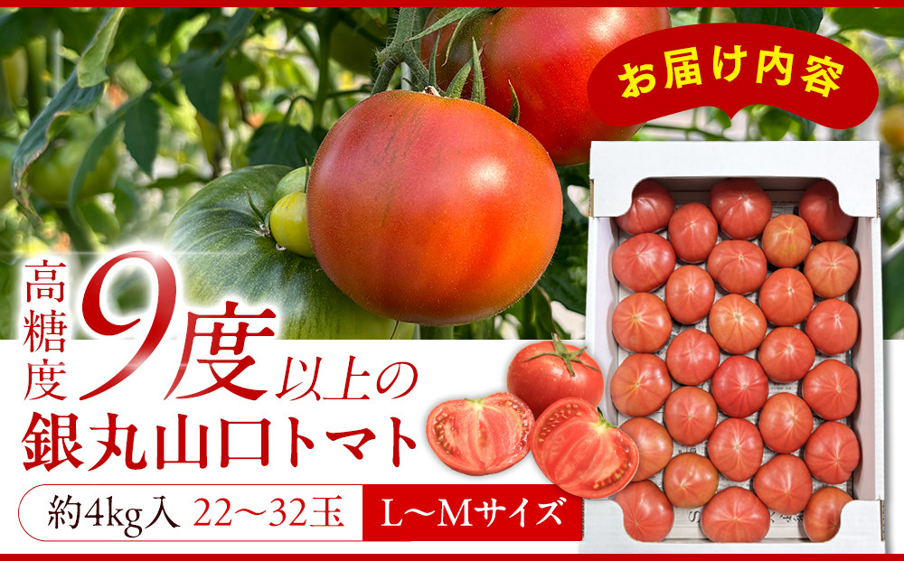 【先行予約 2026年2月～5月出荷予定／限定50箱】全国トマト選手権銅賞受賞トマト『銀丸山口トマト』高糖度トマト　L~Mサイズ