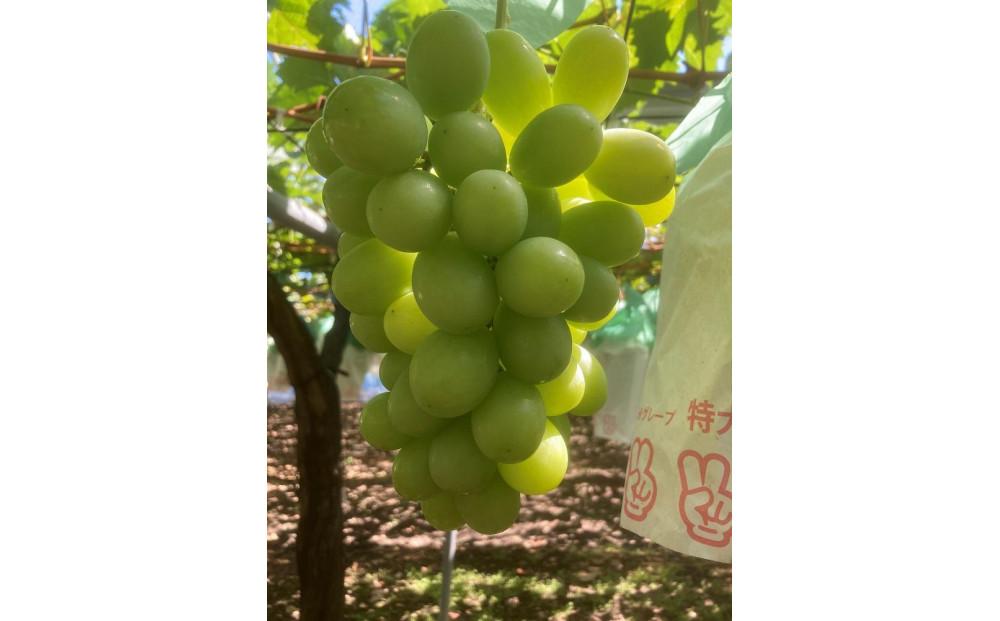 【先行予約2025年8月頃発送】大府市産　シャインマスカット1.4kg(2～3房入）