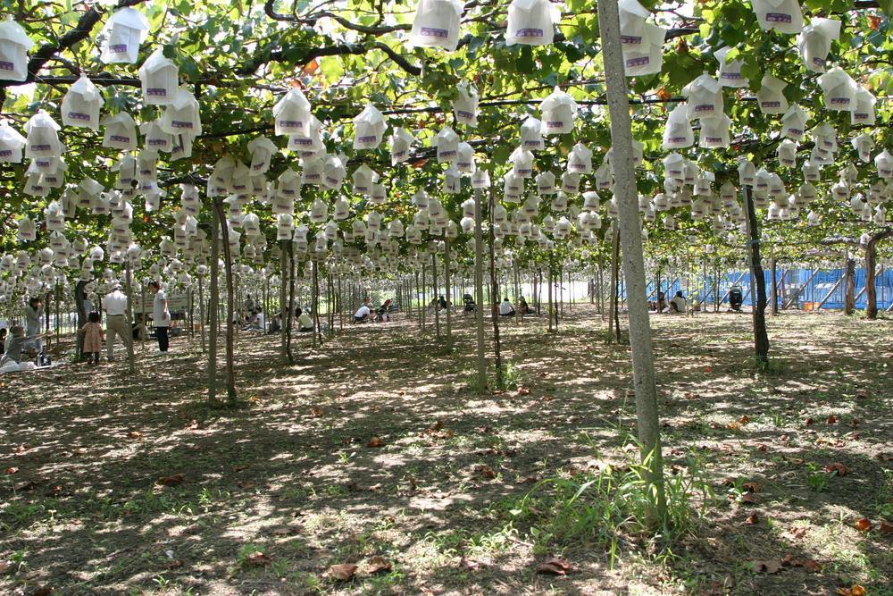 シャインマスカットも楽しめる ぶどう狩りチケット　ペアープラン 大人２名