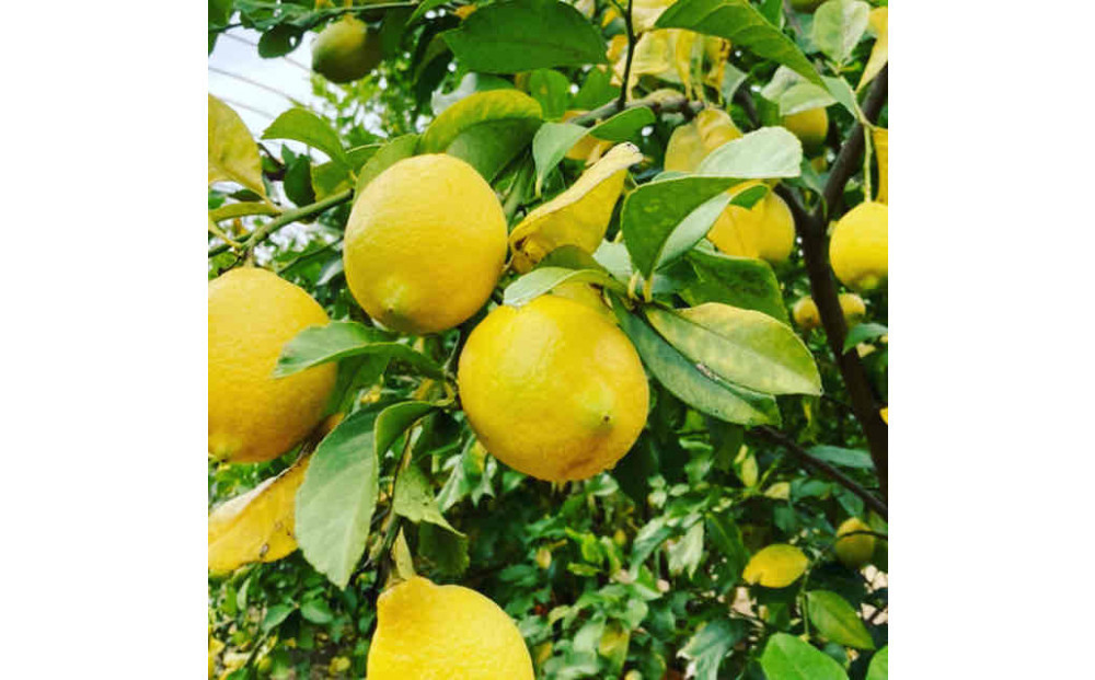 【テレビで紹介】愛知 知多 クラフトコーラ 240ml 5本 コーラ シロップ 飲料 ドリンク 炭酸割り ソーダ割り ミルク割り お酒 アイス アレンジ可能 相性抜群 愛知県産 レモン みかん 人気 おすすめ 大府市