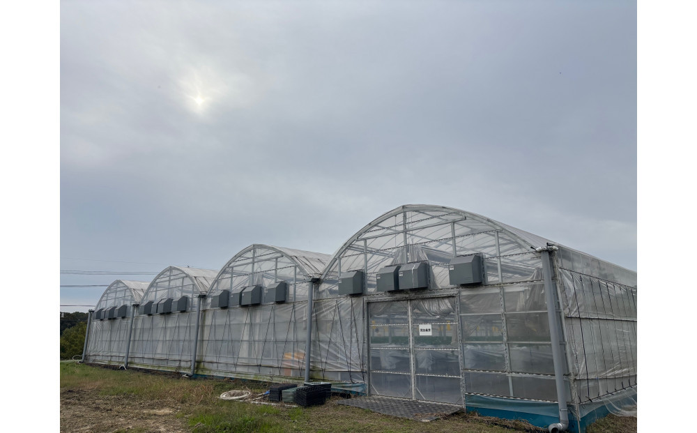 こだわり栽培　いちご　ゆめのか　【2025年12月～2026年4月末までお届け】