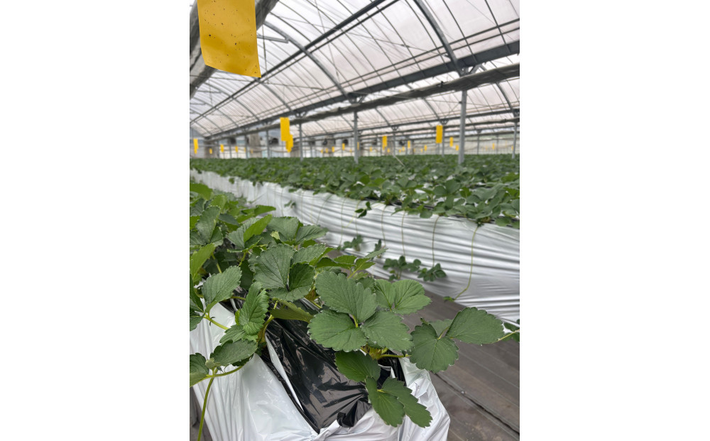 こだわり栽培　いちご　【食べ比べ】　すず（1pac) x　ゆめのか(1pac) 【2025年12月～2026年4月末までお届け】