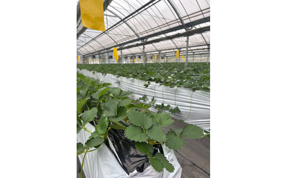 こだわり栽培　いちご　【食べ比べ】　はるひ（1pac) x　おいCベリー(1pac)【2025年12月～2026年4月末までお届け】