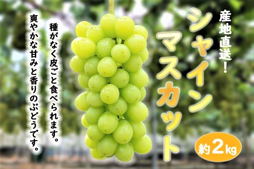 ★お届けは2026年8月から！★産地直送 シャインマスカット約２キロ入り