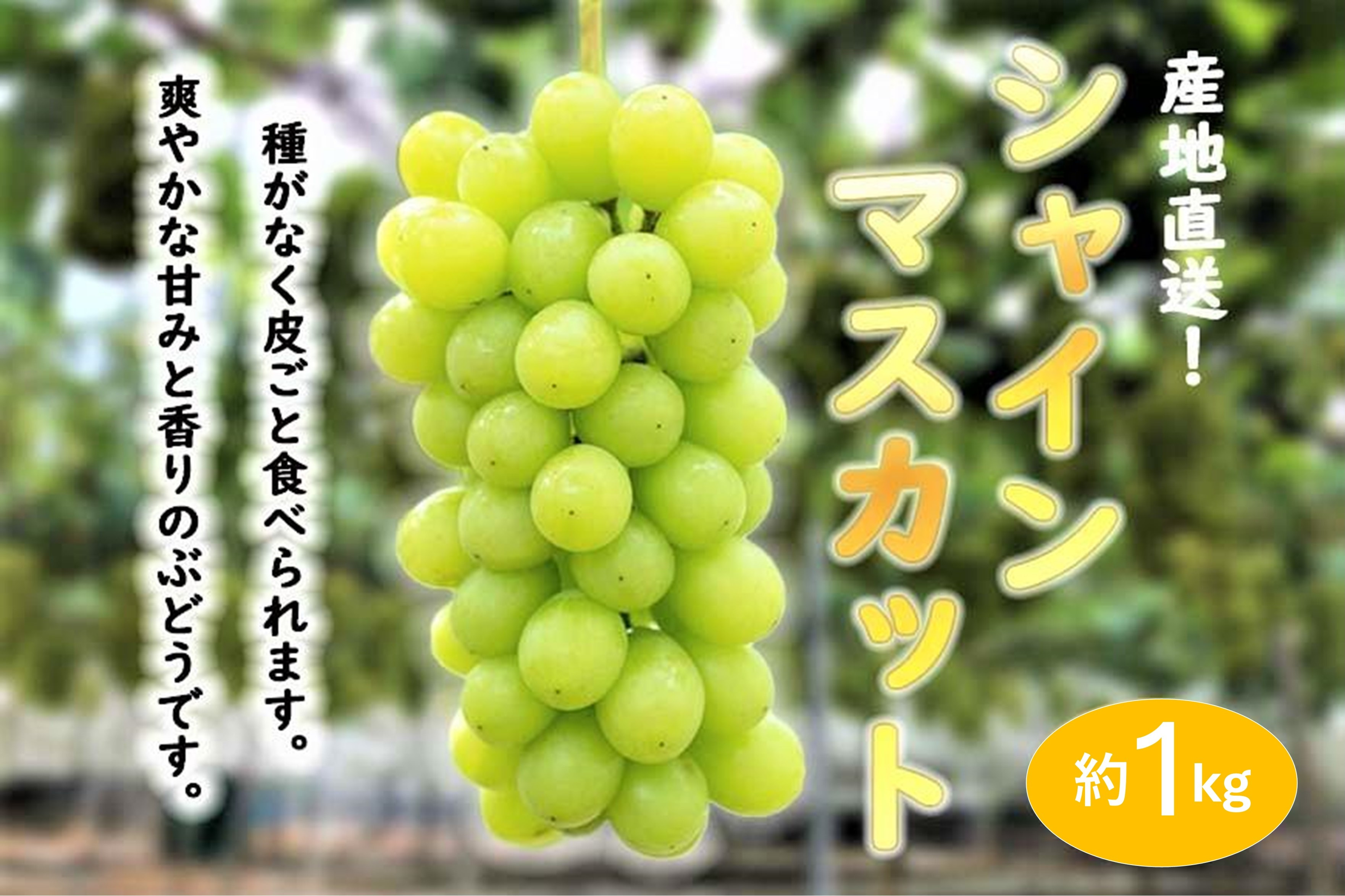 ★お届けは2026年8月から！★ 　産地直送 シャインマスカット約1キロ入り