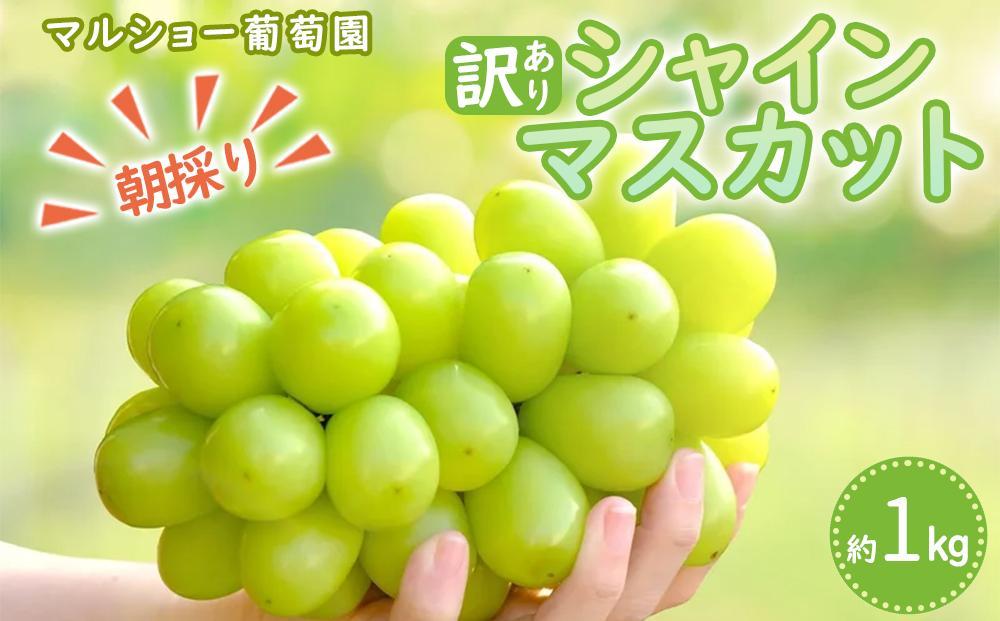 【2026年先行予約・数量限定】朝採り シャインマスカット 訳あり品 約１kg＜2026年8月中旬～発送＞