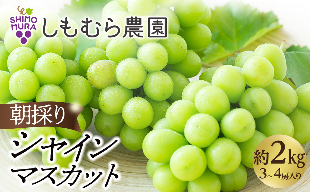 ★2026年7月下旬より順次発送★朝採りシャインマスカット（3～4房入り）