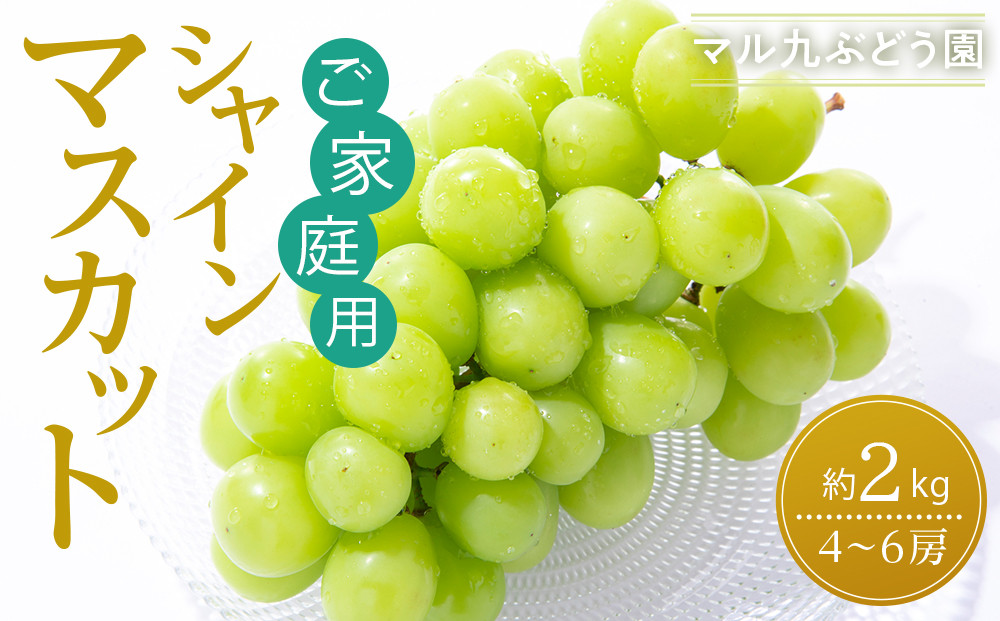 【2026年度_先行予約】【ご家庭用】シャインマスカット 約2kg〔2026年8月中旬より順次発送〕