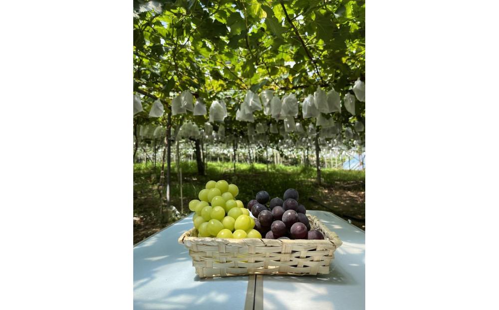 旬のぶどうを食べ放題 ぶどう狩り体験チケット 2名様分