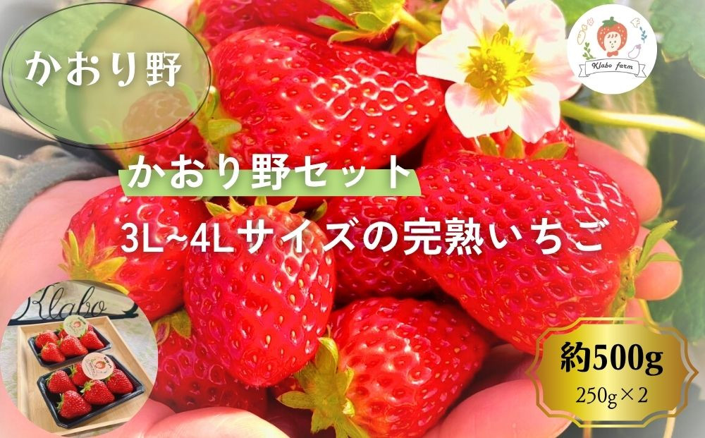 【先行予約・数量限定】【贈答用・3L~4Lサイズ・大粒】かおり野いちご500g（朝採れ完熟 約250g×2P）