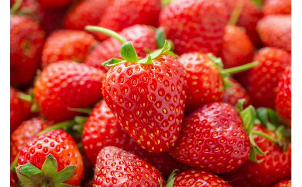 こだわり栽培　いちご　【食べ比べ】　おいCベリー（1pac) x　ゆめのか(1pac)【2025年12月～2026年4月末までお届け】