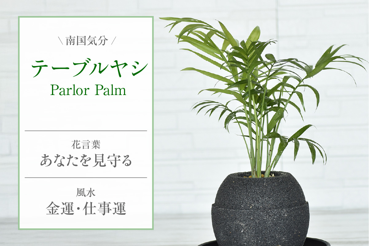 アクアプラントポット®　玉Ｓ 植木鉢テーブルヤシ（2129）