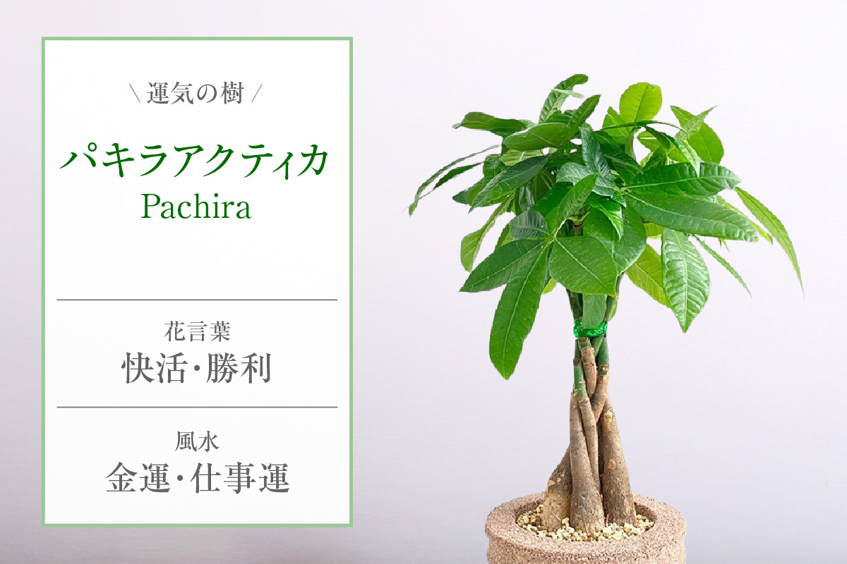 アクアプラントポット®　円Ｌ 植木鉢パキラ アクティカ（2136）