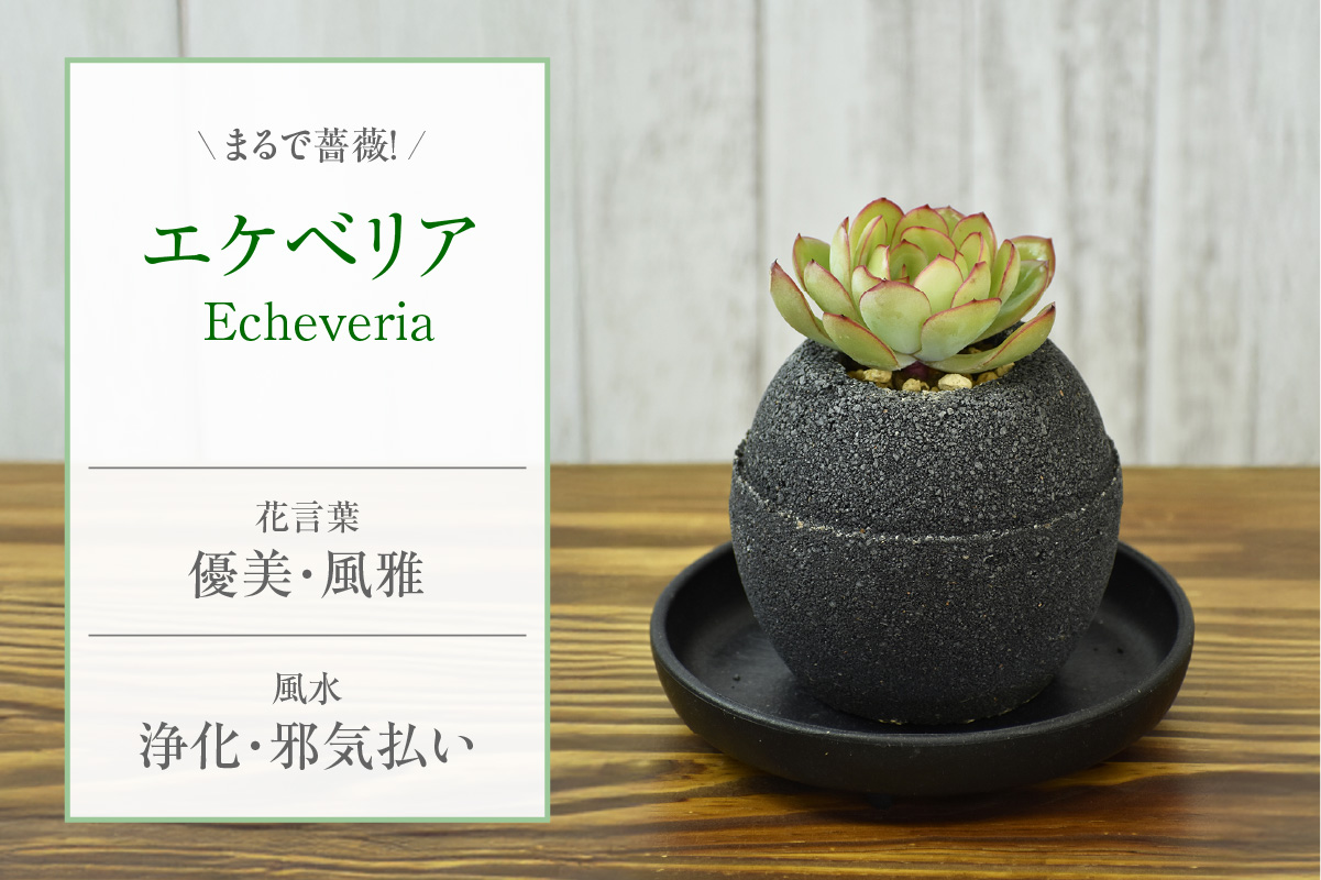 アクアプラントポット®　玉Ｓ（ブラック）  植木鉢　エケベリア（2082）