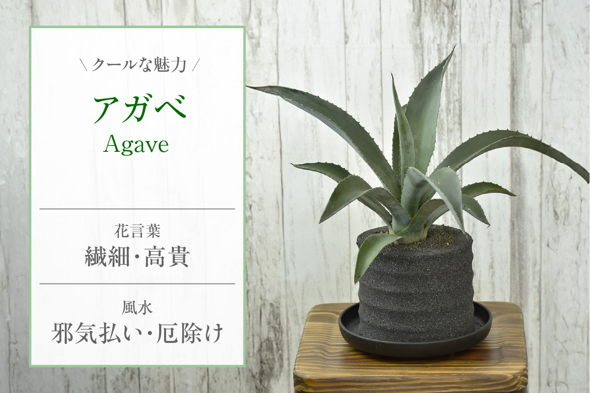 アクアプラントポット®　玉Ｓ（ブラック） 植木鉢　アガベ（2084）