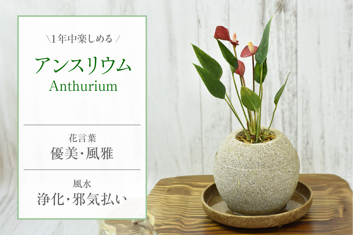 アクアプラントポット®　玉Ｍ（ホワイト） 植木鉢　アンスリウム（2090）