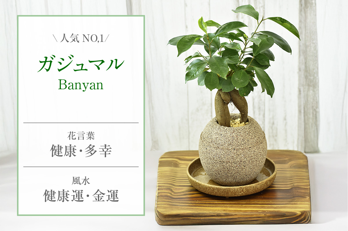 アクアプラントポット®　玉Ｍ 植木鉢　ガジュマル（2091）