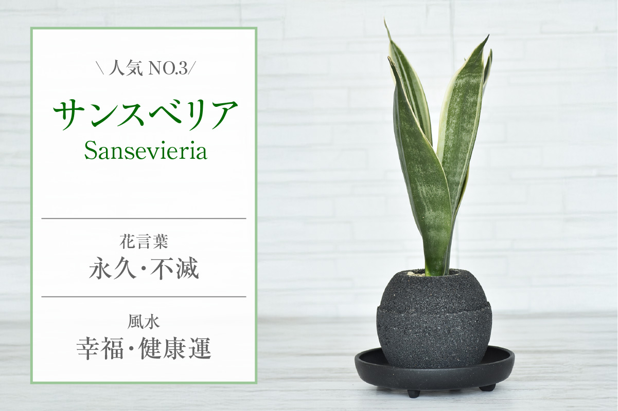 アクアプラントポット®　玉Ｍ（ブラック） 植木鉢　サンスベリア（2093）