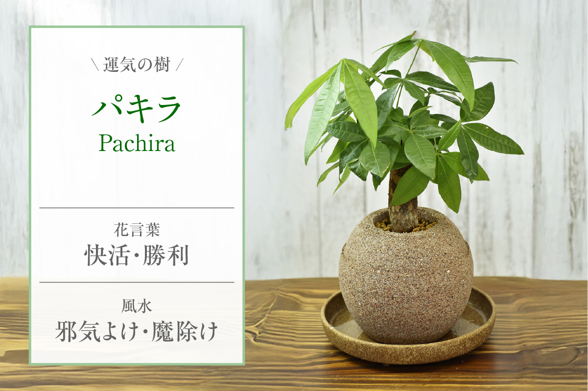 アクアプラントポット®　玉Ｍ 植木鉢　パキラ（2095）