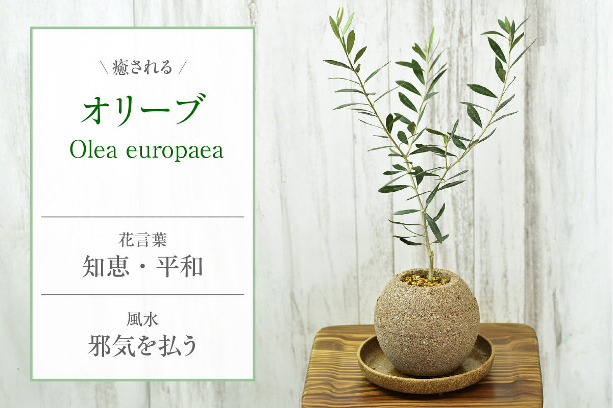 アクアプラントポット®　玉Ｍ 植木鉢　オリーブ（2096）