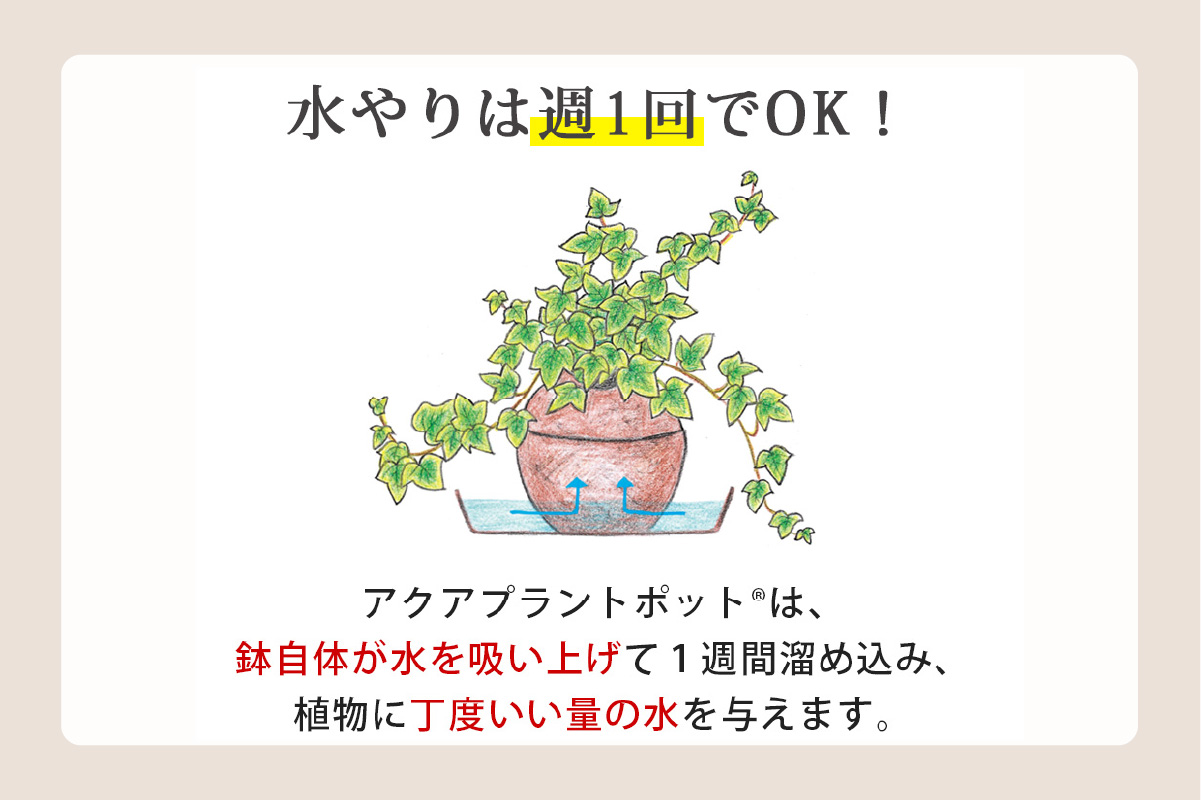 アクアプラントポット®　玉Ｓ 植木鉢パキラ（2127）