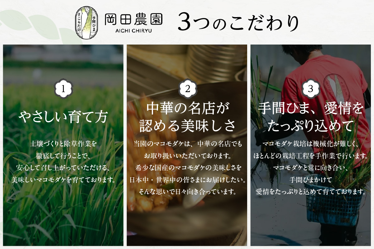 知立市特産　マコモタケ(1.3kg)　（7～10本）（2124）