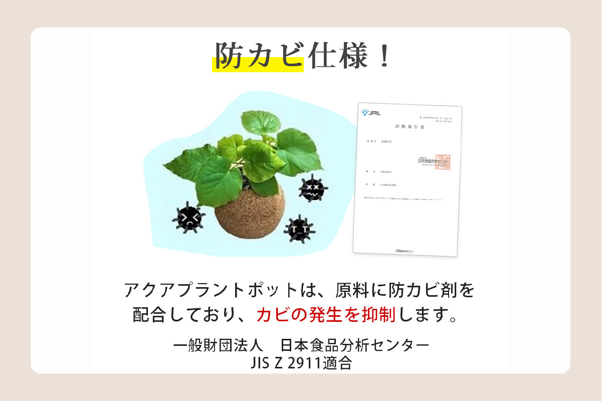 アクアプラントポット®　玉Ｓ（ブラック） 植木鉢　ガジュマル（2081）