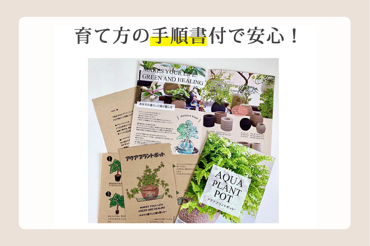 アクアプラントポット®　玉Ｓ 植木鉢ガジュマル（2126）