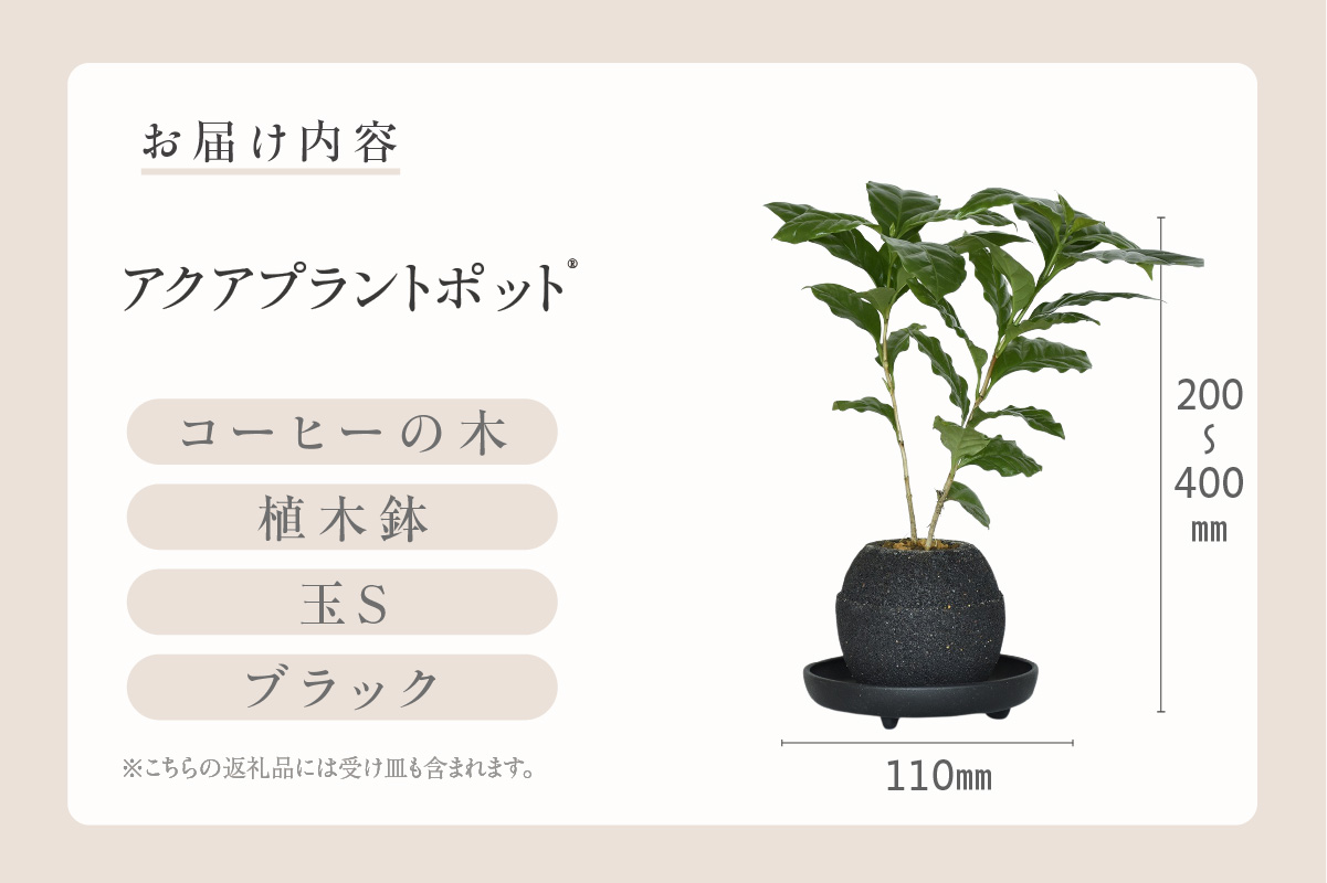 アクアプラントポット®　玉Ｓ（ブラック） 植木鉢　コーヒーの木（2089）