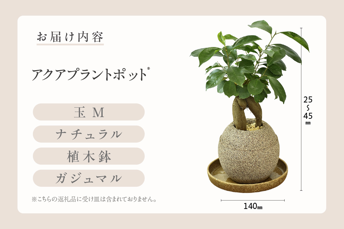 アクアプラントポット®　玉Ｍ 植木鉢　ガジュマル（2091）