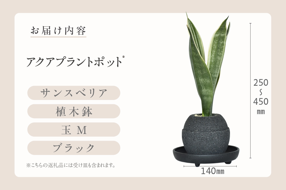 アクアプラントポット®　玉Ｍ（ブラック） 植木鉢　サンスベリア（2093）