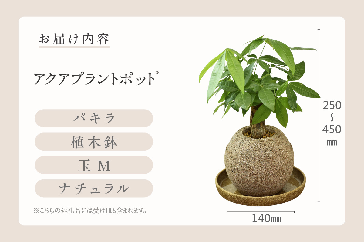 アクアプラントポット®　玉Ｍ 植木鉢　パキラ（2095）