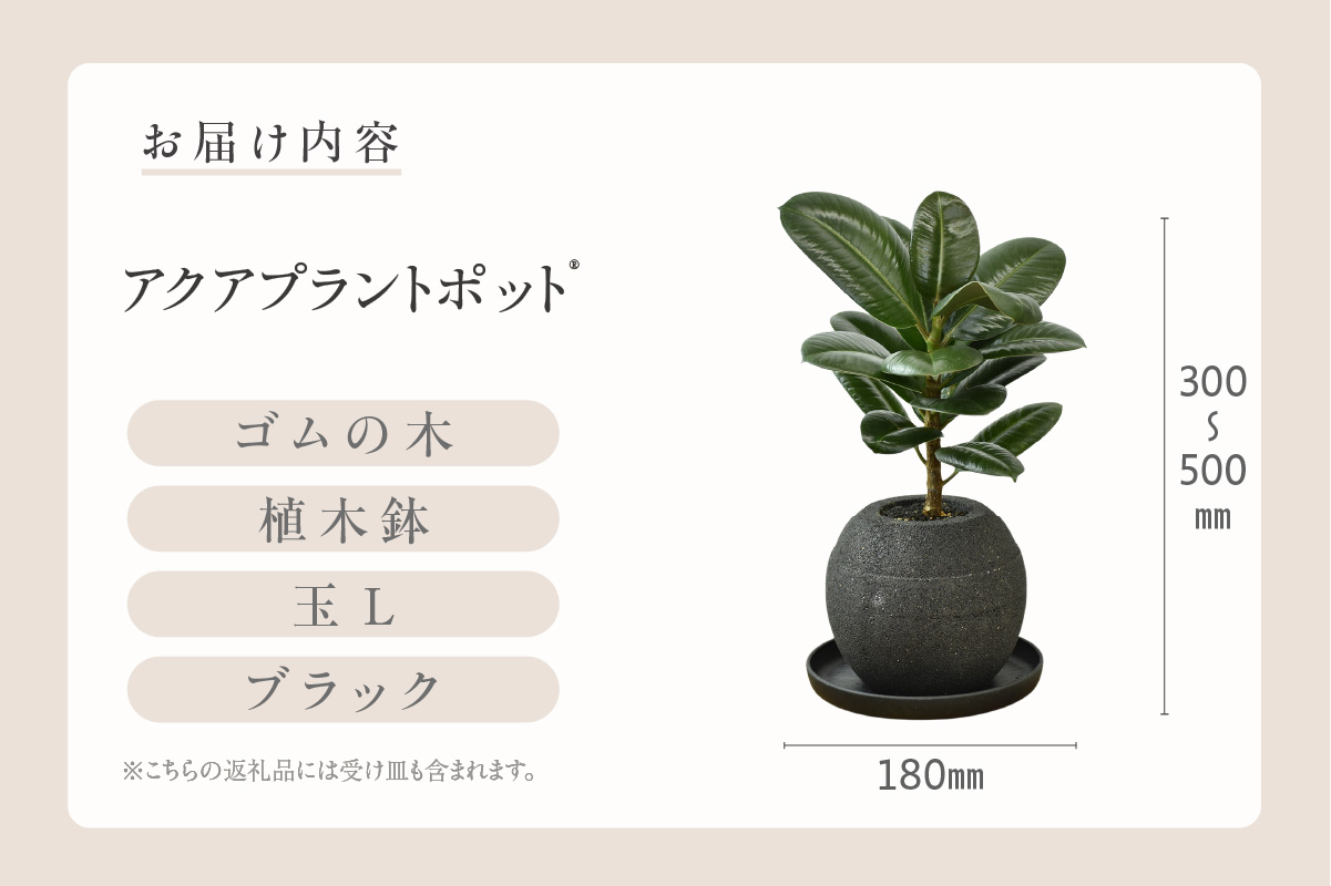 アクアプラントポット®　玉Ｌ（ブラック） 植木鉢　ゴムの木（2099）