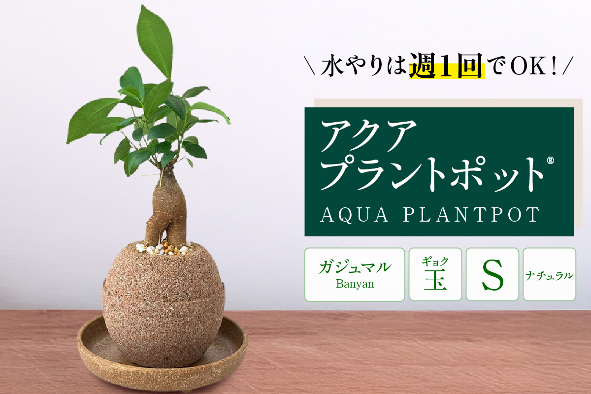 アクアプラントポット®　玉Ｓ 植木鉢ガジュマル（2126）