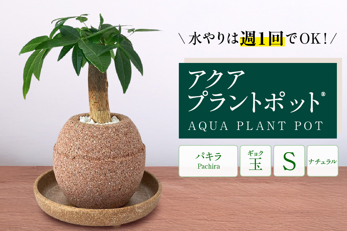 アクアプラントポット®　玉Ｓ 植木鉢パキラ（2127）