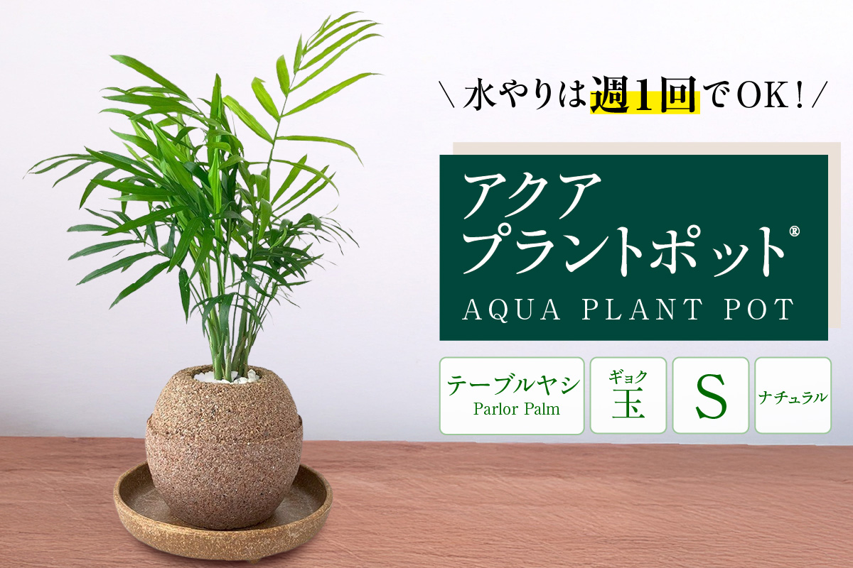 アクアプラントポット®　玉Ｓ 植木鉢テーブルヤシ（2129）