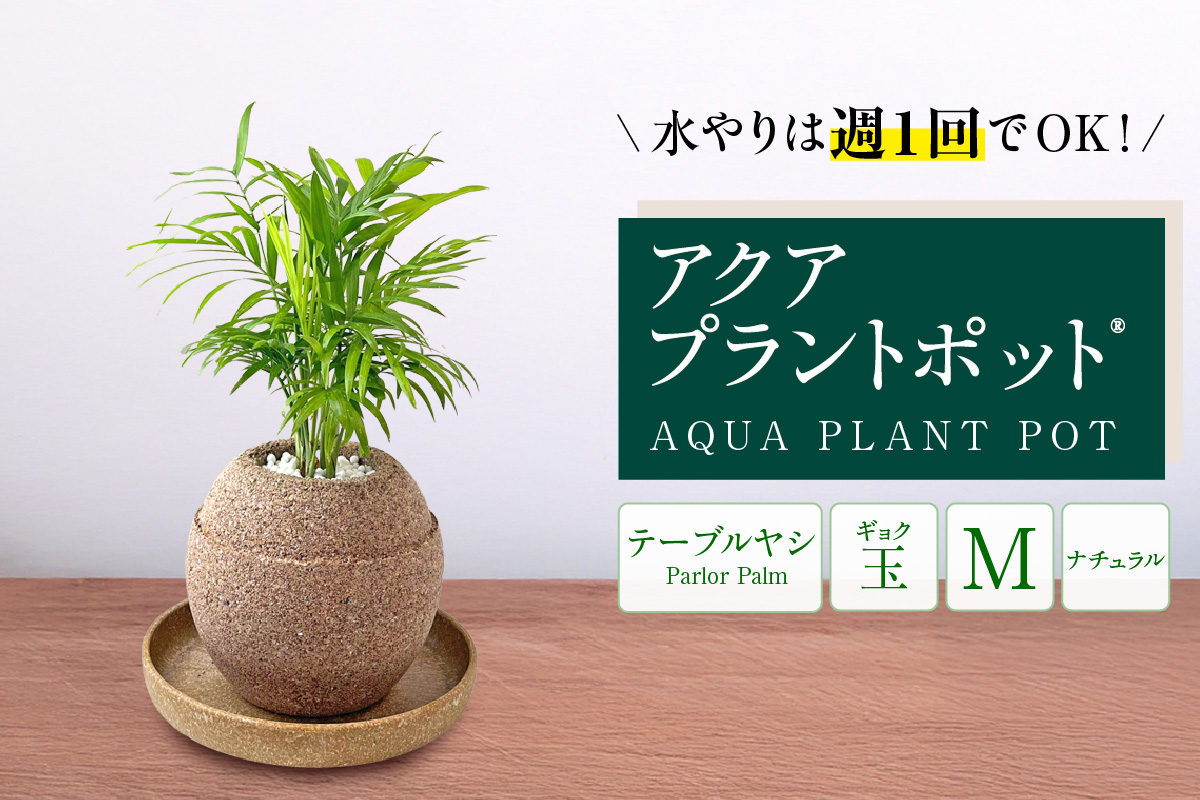アクアプラントポット®　玉Ｍ 植木鉢テーブルヤシ（2133）