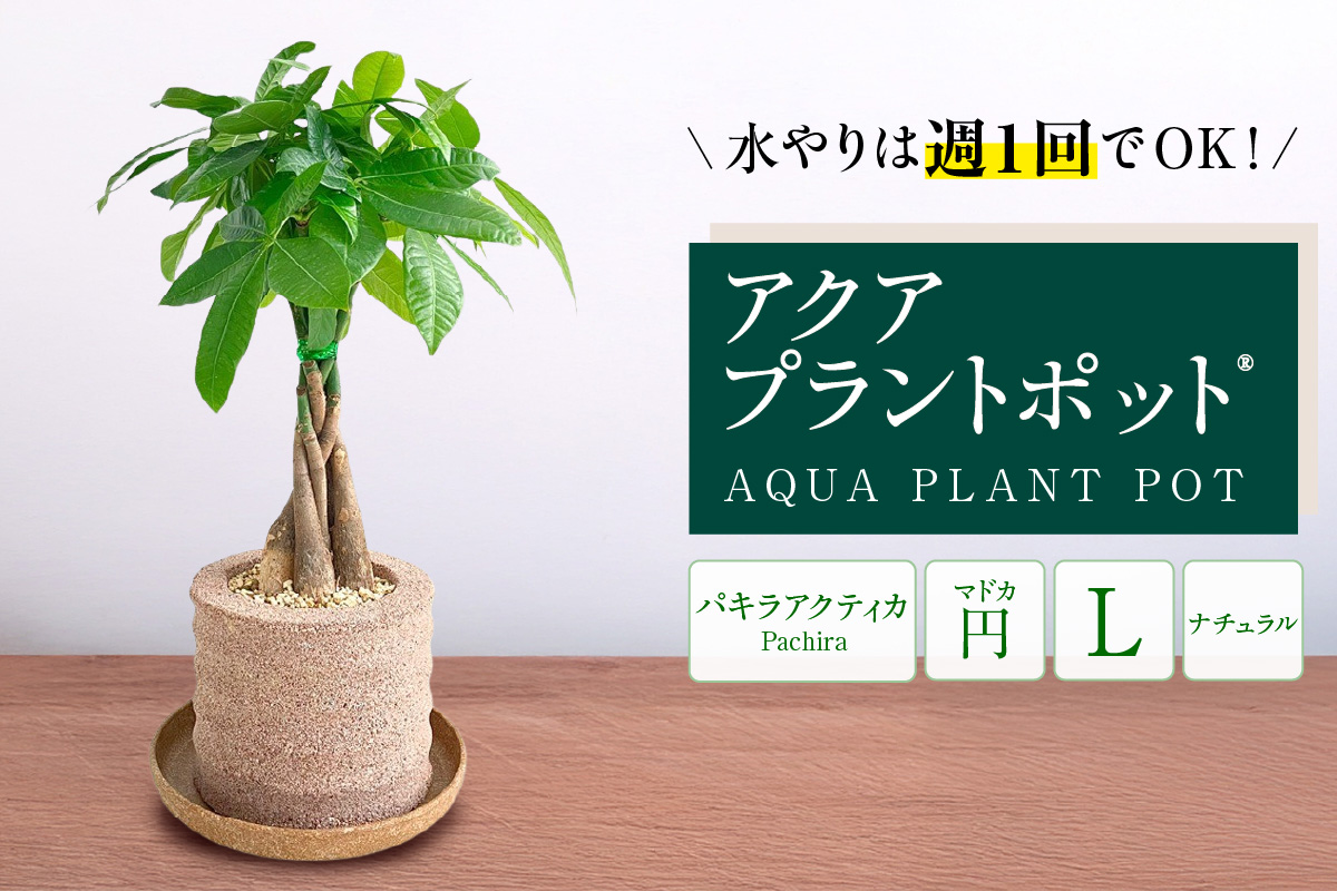 アクアプラントポット®　円Ｌ 植木鉢パキラ アクティカ（2136）
