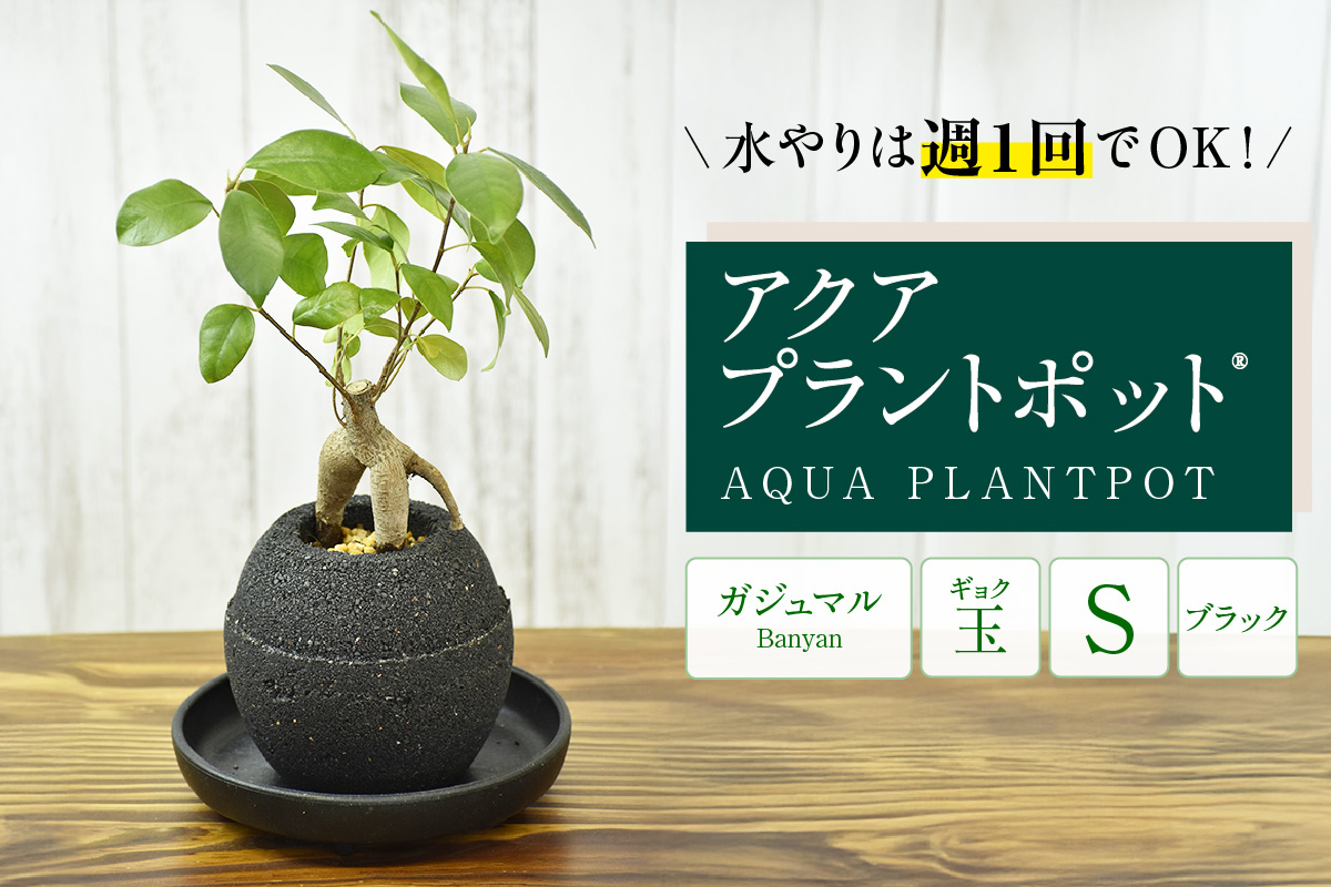 アクアプラントポット®　玉Ｓ（ブラック） 植木鉢　ガジュマル（2081）