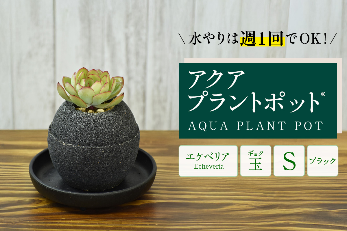 アクアプラントポット®　玉Ｓ（ブラック）  植木鉢　エケベリア（2082）
