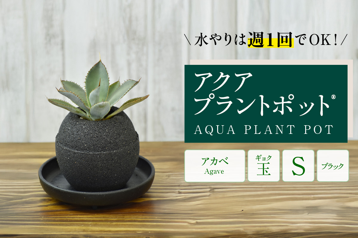 アクアプラントポット®　玉Ｓ（ブラック） 植木鉢　アガベ（2084）