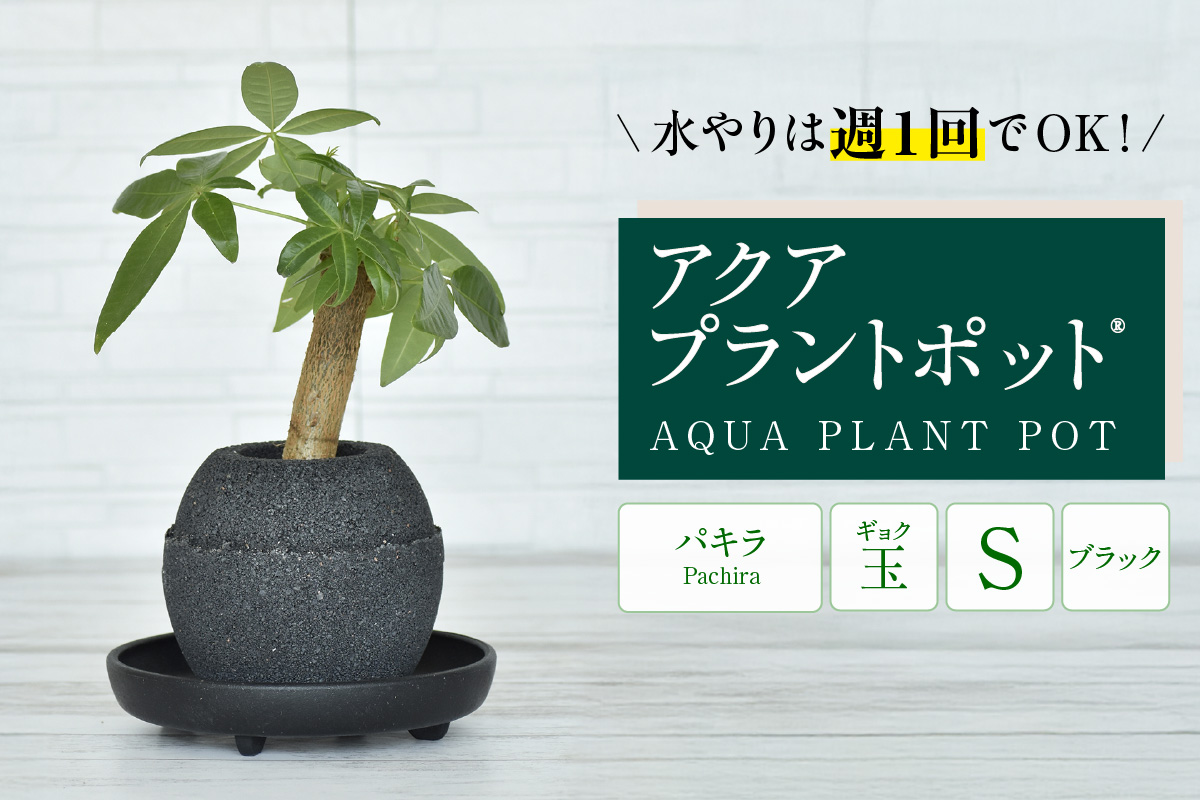 アクアプラントポット®　玉Ｓ（ブラック） 植木鉢　パキラ（2085）