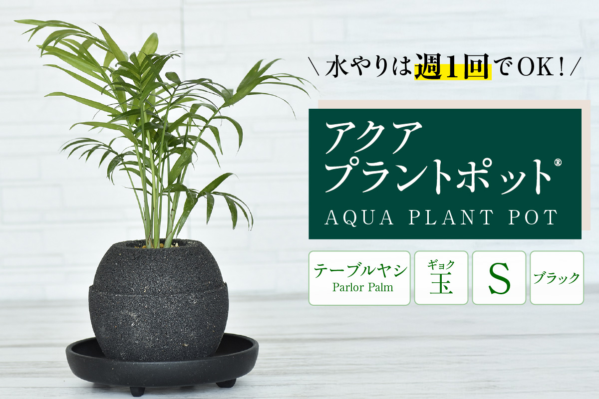 アクアプラントポット®　玉Ｓ（ブラック） 植木鉢　テーブルヤシ（2088）