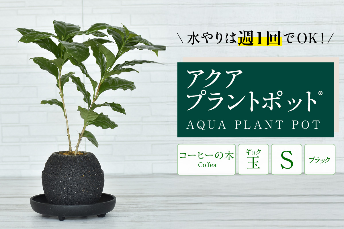 アクアプラントポット®　玉Ｓ（ブラック） 植木鉢　コーヒーの木（2089）