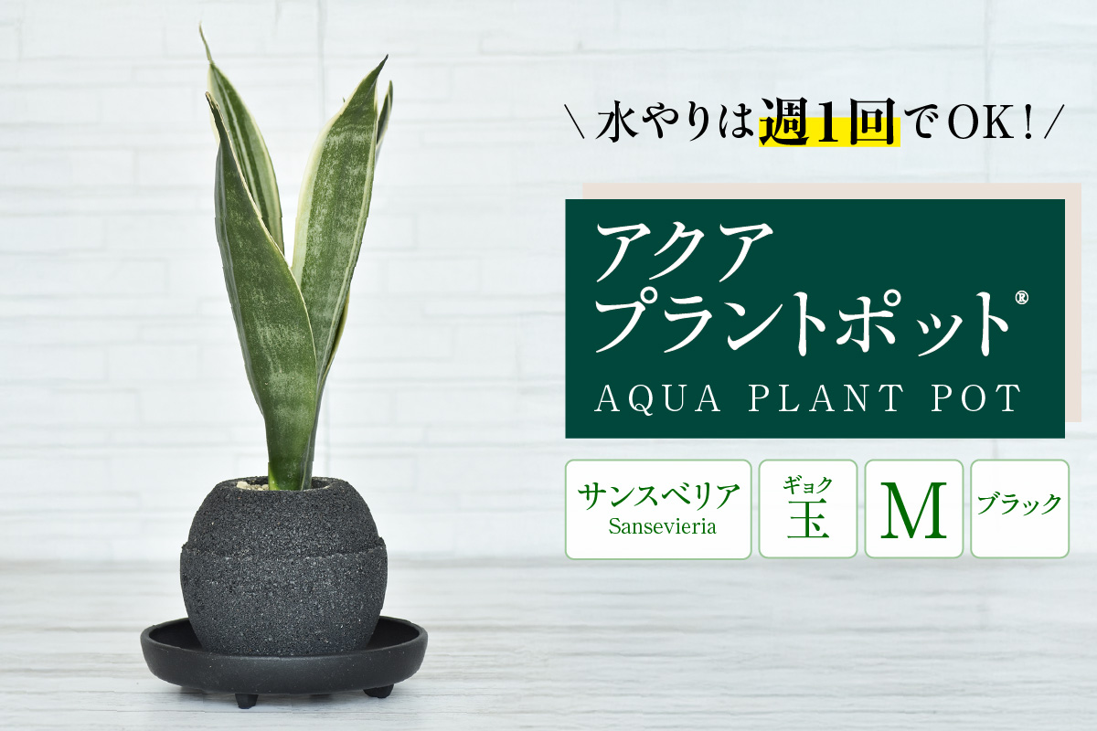 アクアプラントポット®　玉Ｍ（ブラック） 植木鉢　サンスベリア（2093）