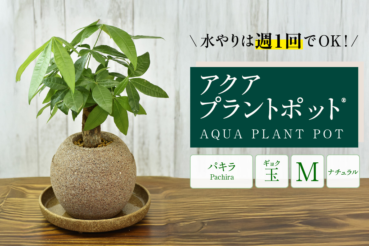 アクアプラントポット®　玉Ｍ 植木鉢　パキラ（2095）