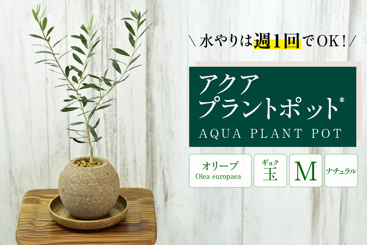 アクアプラントポット®　玉Ｍ 植木鉢　オリーブ（2096）